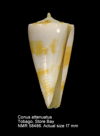 Conus attenuatus.jpg - Conus attenuatusReeve,1844